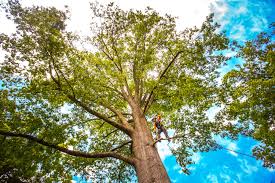Best Commercial Tree Services  in Ripley, WV