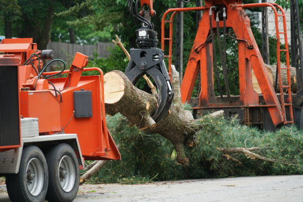 Best Lawn Watering Services  in Ripley, WV